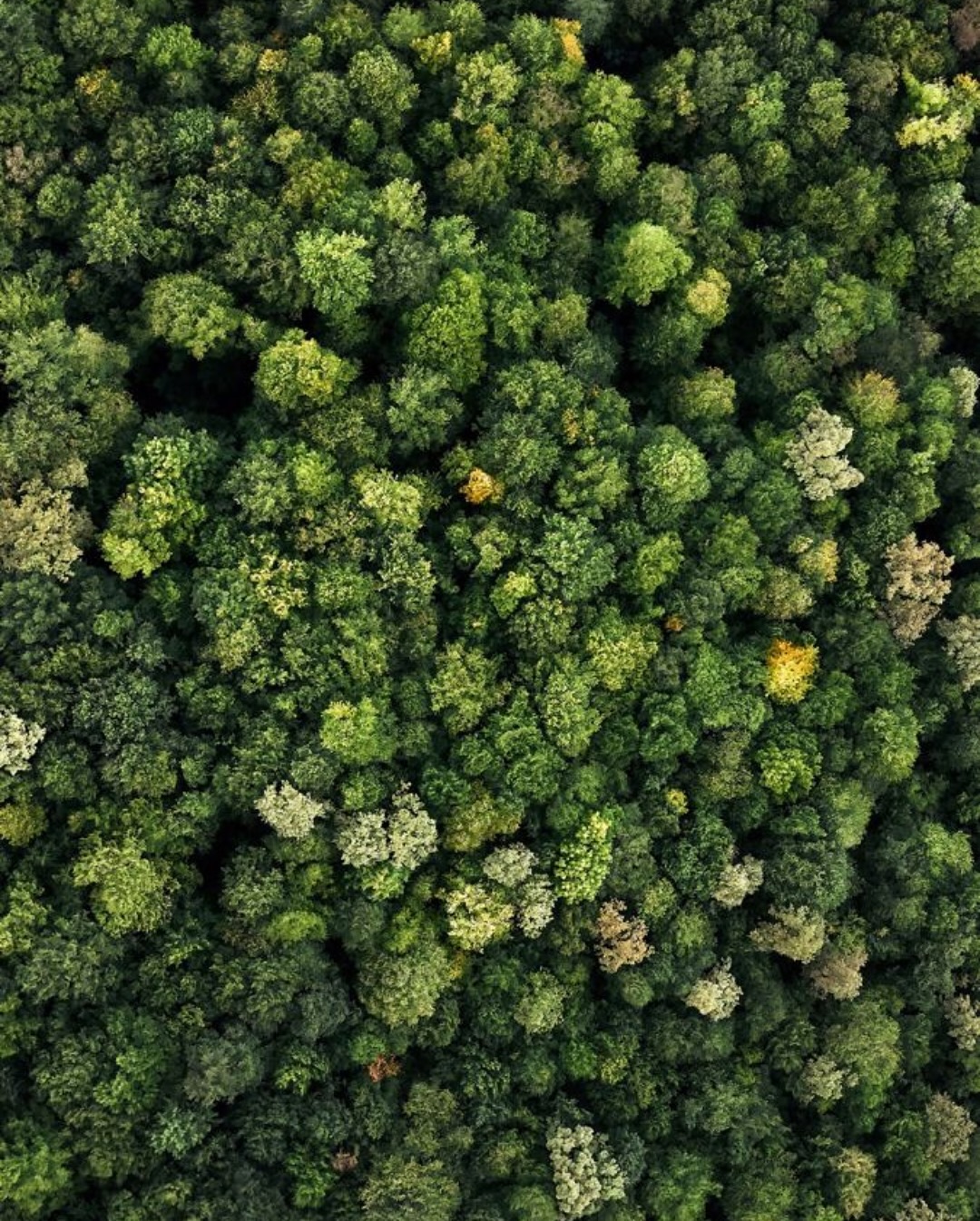 Uma perspectiva única das matas preservadas ao redor da Sabai.